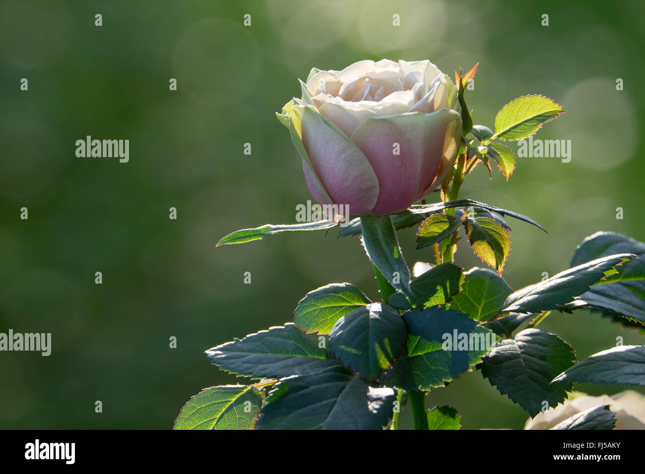 White rose with pink tips hires stock photography and images Alamy