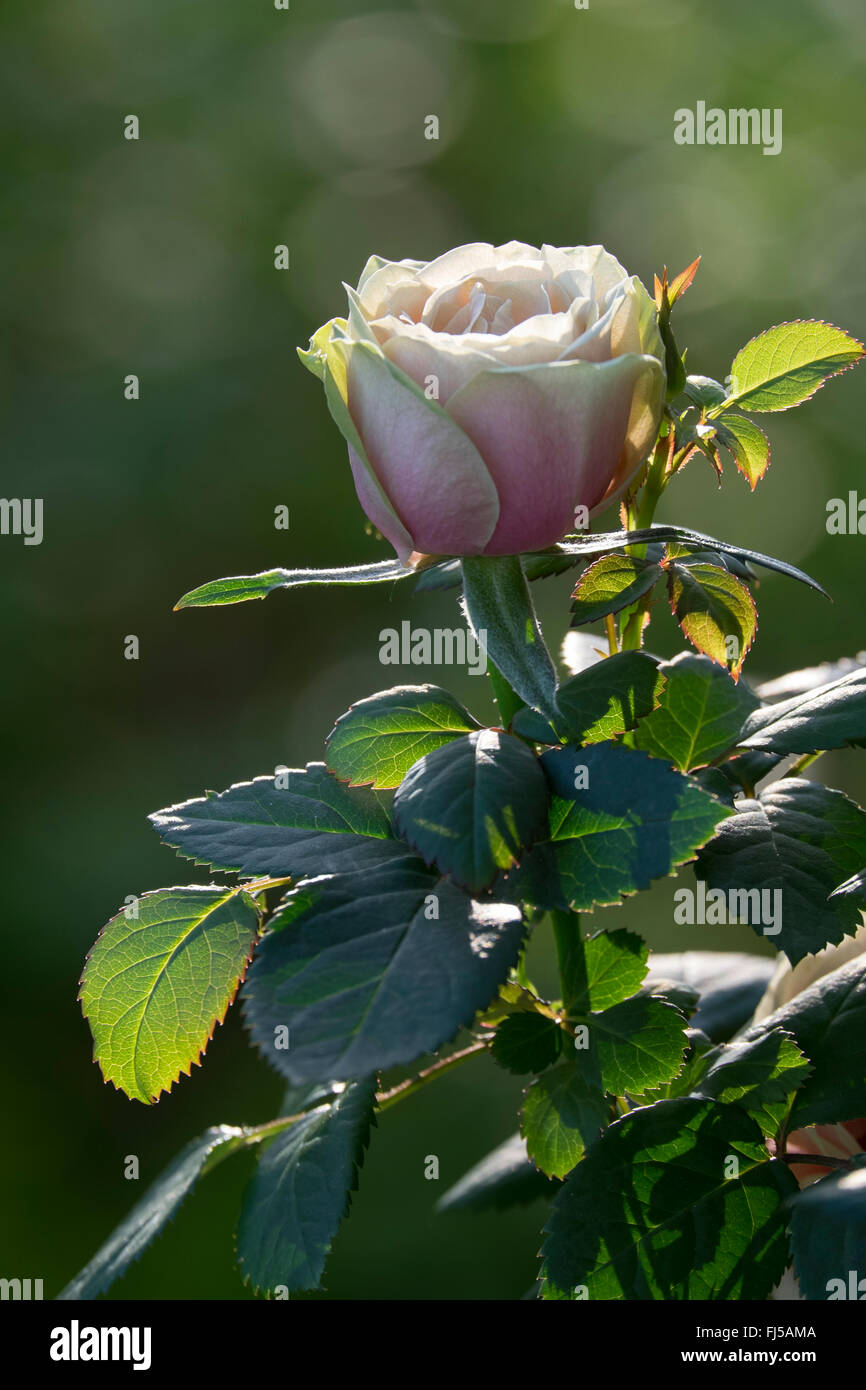 Pale pink rose Stock Photo