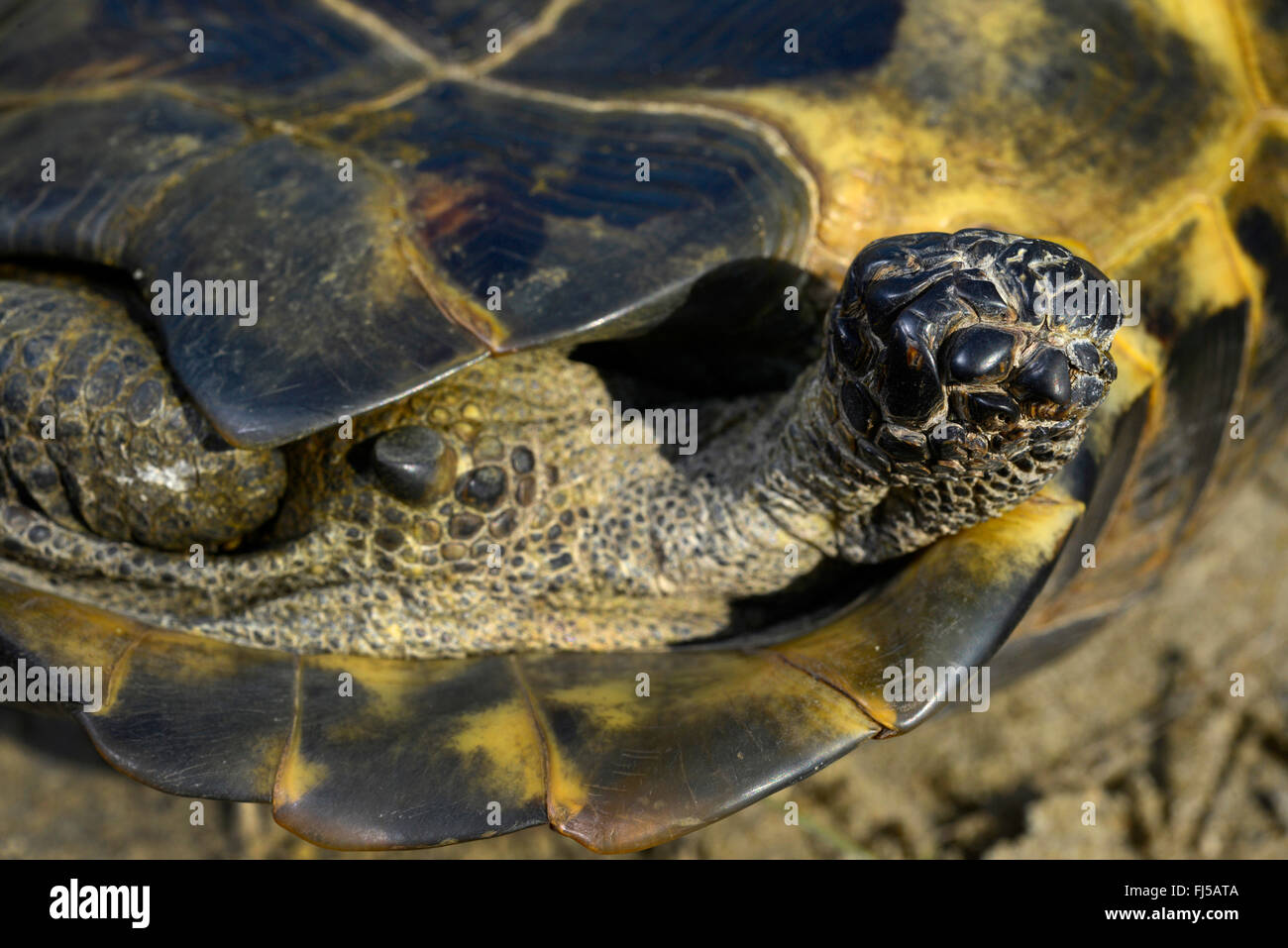 Eurasian Spur-thighed tortoise, Mediterranean spur-thighed tortoise, Common tortoise, Greek tortoise (Testudo graeca ibera, Testudo ibera), scarred wound on the leg, Romania, Dobrudscha, Biosphaerenreservat Donaudelta, SfÔntu Gheorgh Stock Photo