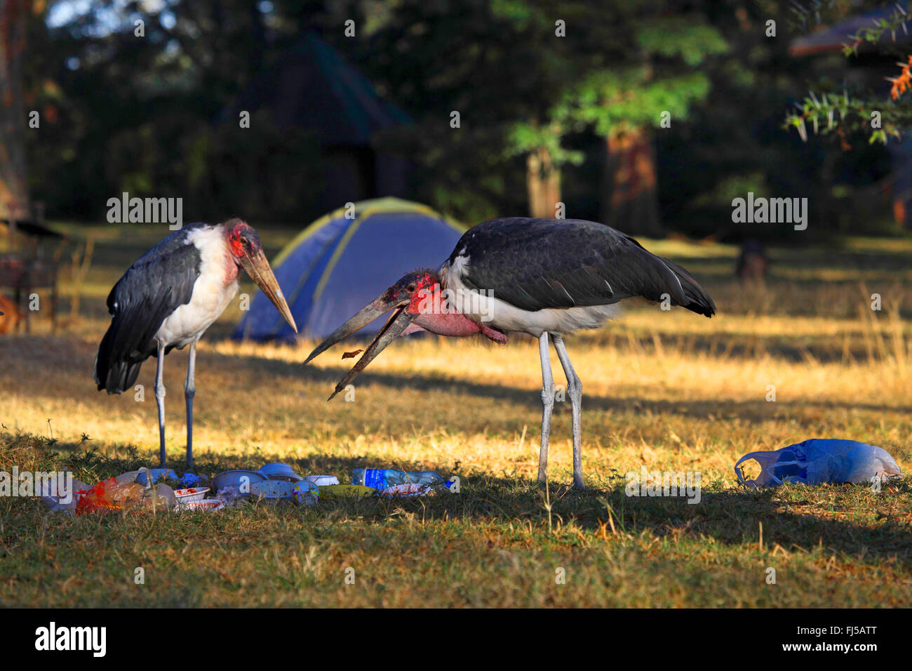 marabou stork (Leptoptilos crumeniferus), two marabou storks on the feed in garbage, Kenya Stock Photo