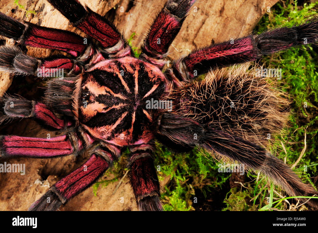 Purple tarantula hi-res stock photography and images - Alamy