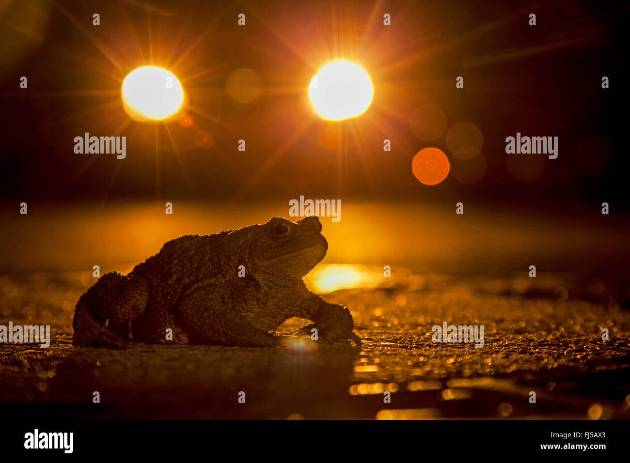 European common toad (Bufo bufo), toad on a road at night with a car, Germany, Rhineland-Palatinate Stock Photo