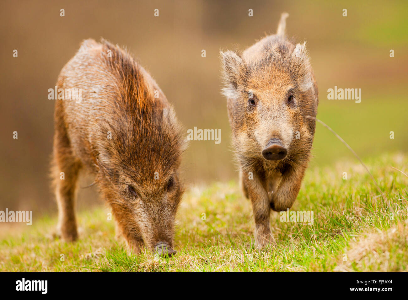 wild boar, pig, wild boar (Sus scrofa), two running runts in a meadow, Germany, Rhineland-Palatinate Stock Photo