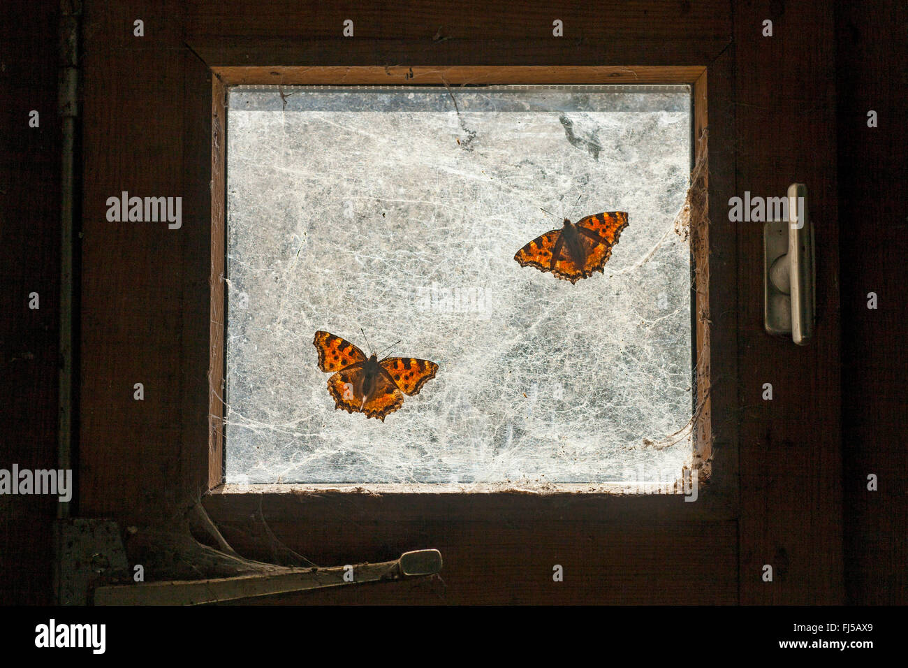 large tortoiseshell (Nymphalis polychloros, Vanessa polychloros), two large tortoiseshells on an old window, Germany, Rhineland-Palatinate Stock Photo