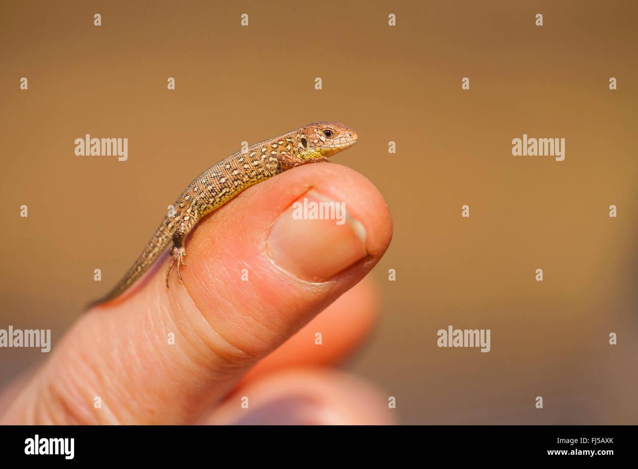 sand lizard (Lacerta agilis), juvenile on a Hand, Germany, Rhineland-Palatinate Stock Photo