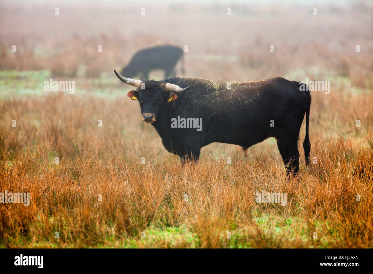 Heck cattle (Bos primigenius f. taurus), on pasture in the morning, Germany, North Rhine-Westphalia Stock Photo