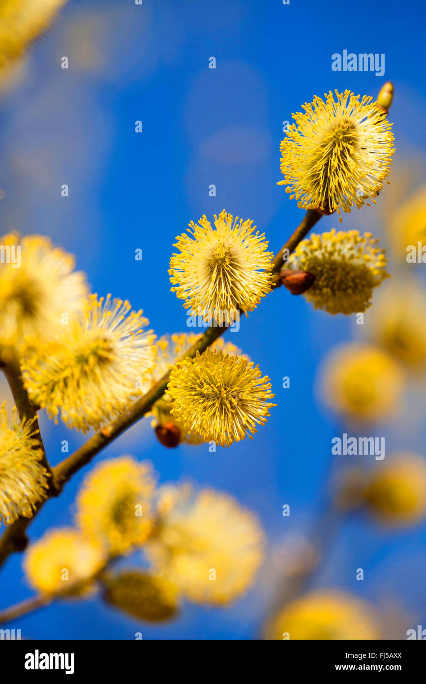 pussy willow, goat willow, great sallow (Salix caprea), flowering male catkins, Germany, Rhineland-Palatinate Stock Photo