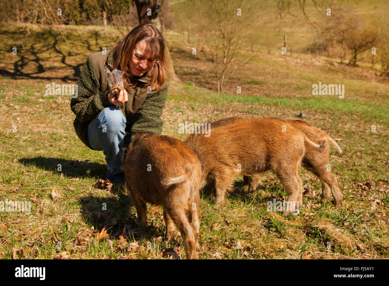 wild boar, pig, wild boar (Sus scrofa), woman feeding young wild boars, Germany, Rhineland-Palatinate Stock Photo