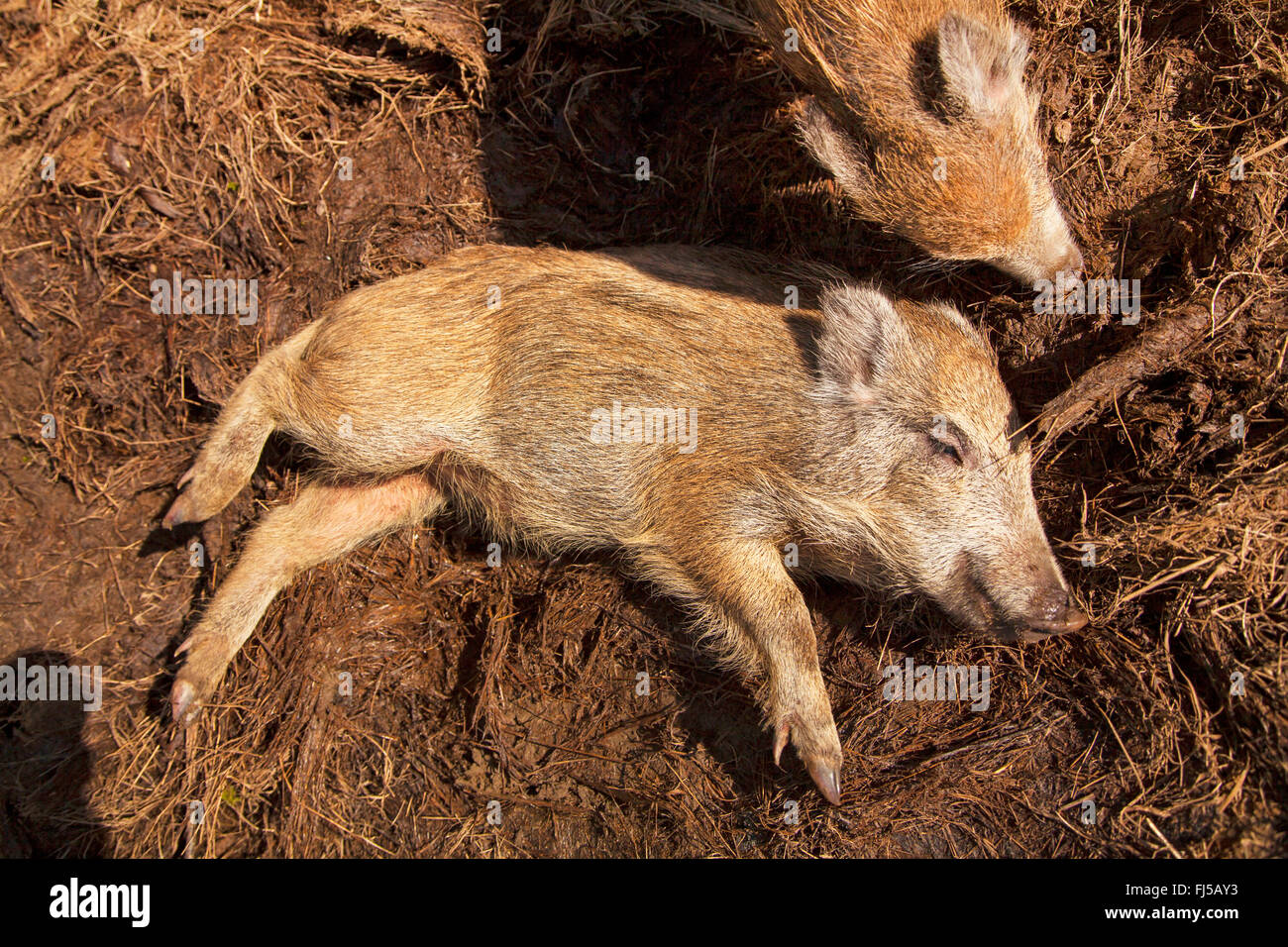 wild boar, pig, wild boar (Sus scrofa), shotes in a hog wallow, Germany, Rhineland-Palatinate Stock Photo