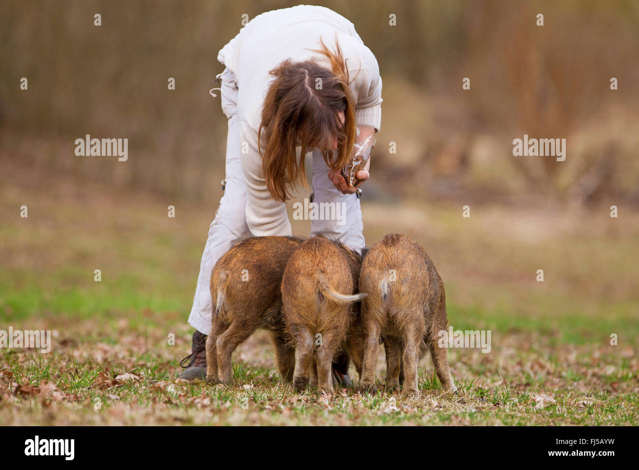 wild boar, pig, wild boar (Sus scrofa), runts are fed by a woman, Germany, Rhineland-Palatinate Stock Photo