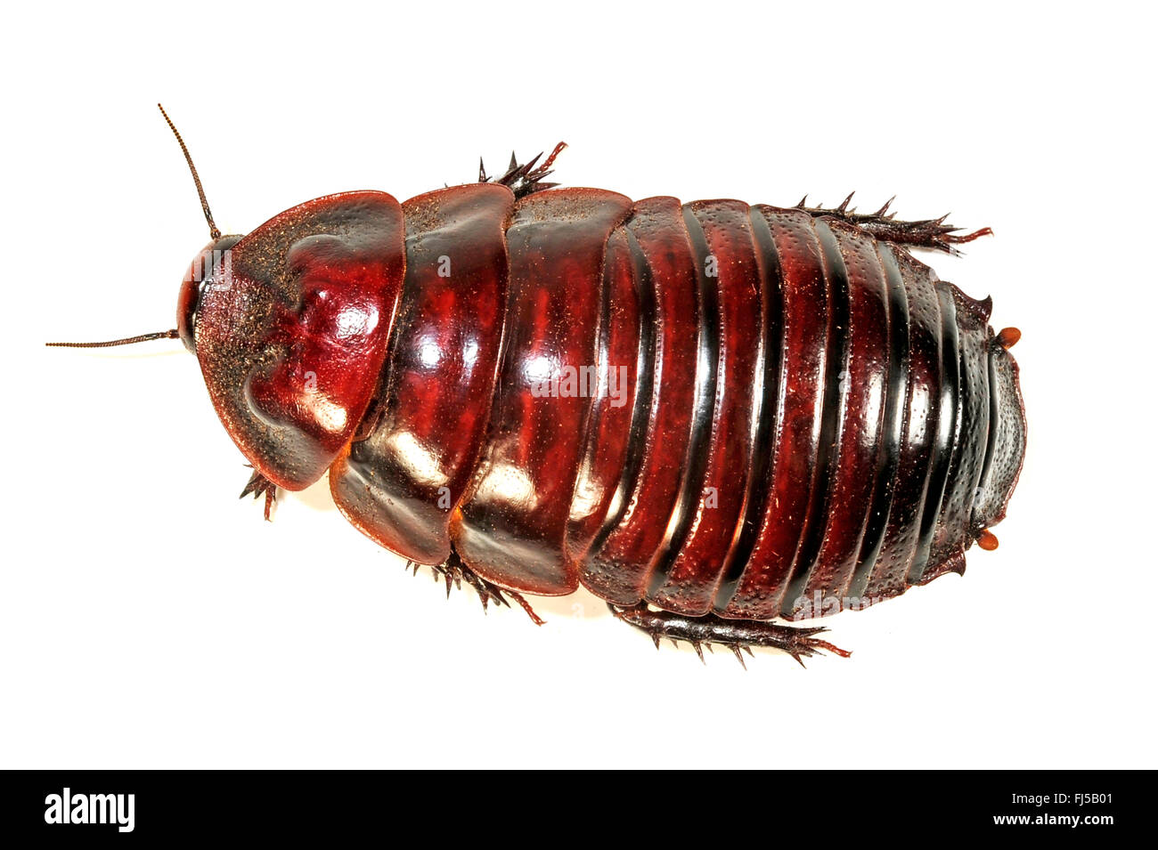 Giant burrowing cockroach, Rhinoceros cockroach (Macropanesthia  rhinocerus), cut-out Stock Photo - Alamy