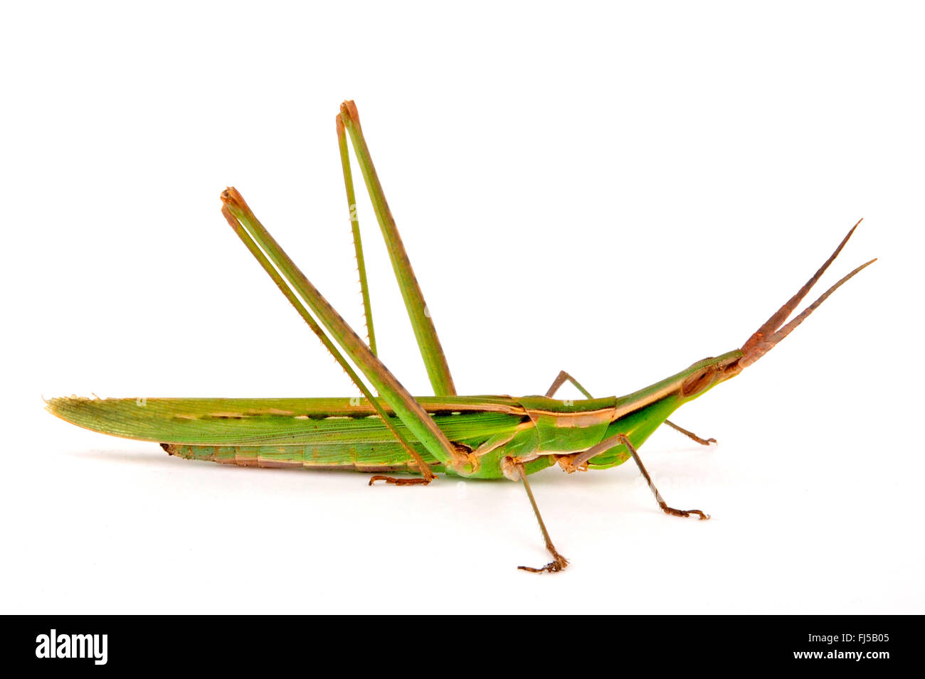 Snouted grasshopper, Long-headed grasshopper, Mediterranean Slant-faced Grasshopper, Nosed grasshopper (Acrida hungarica, Acrida ungarica, Truxalis nasuta, Truxalis conica, Truxalis turrita, Truxalis hungarica), cut-out, Greece, Peloponnese Stock Photo