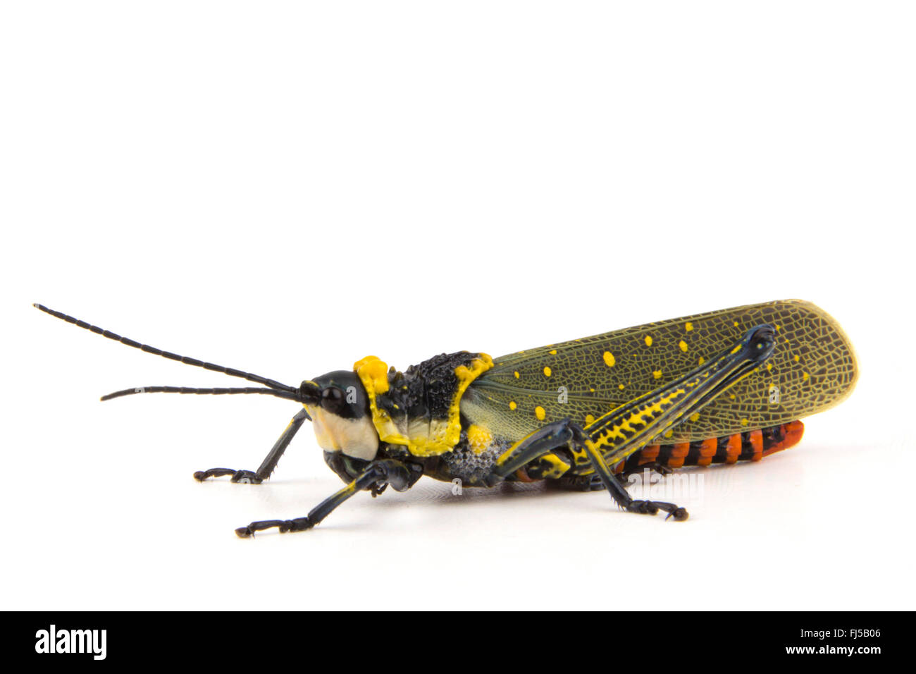 Coffee locust, Ghost Grasshopper, Northern Spotted Grasshopper, Foam Grasshopper  (Aularchis miliaris), colourful grasshopper from tropical Asia, cut-out Stock Photo