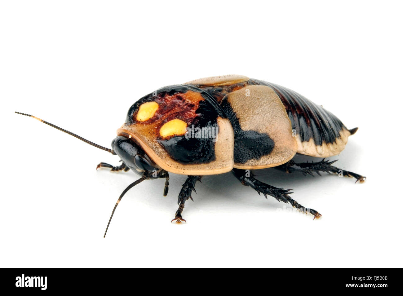 Glowspot cockroache (Lucihormetica subcincta), cut-out Stock Photo - Alamy