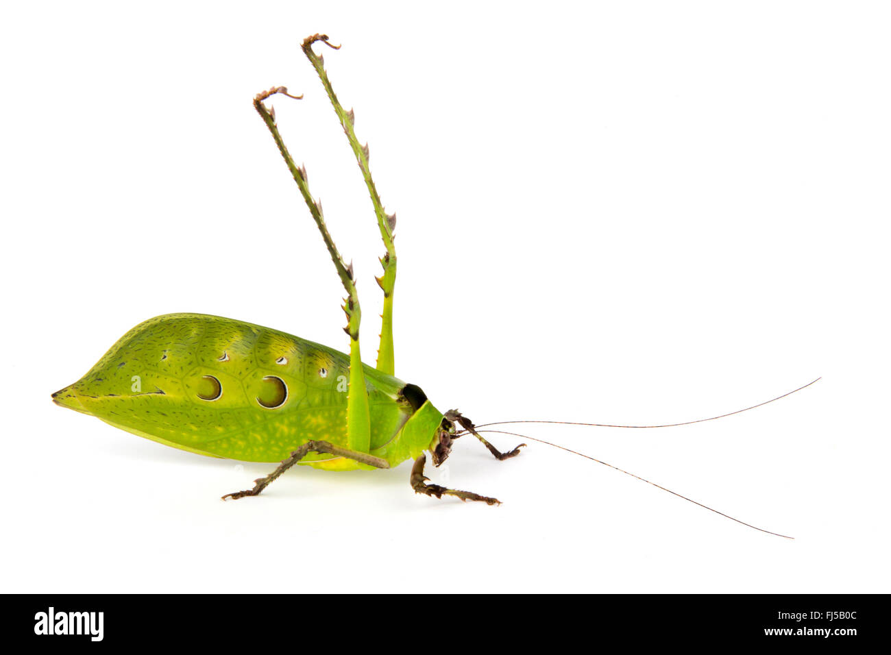 Malaysian Katydid (Ancylecha fenestrata), in defense posture, cut-out Stock Photo