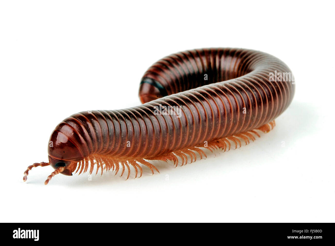 Giant chocolate, Chocolate millipede (Ophistreptus guineensis), cut-out Stock Photo