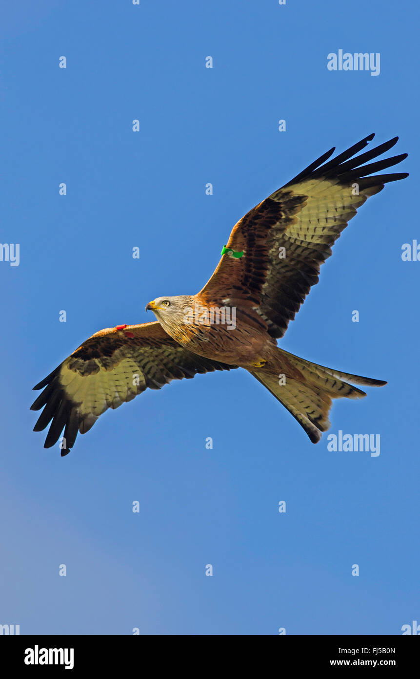 Red kite below hires stock photography and images Alamy