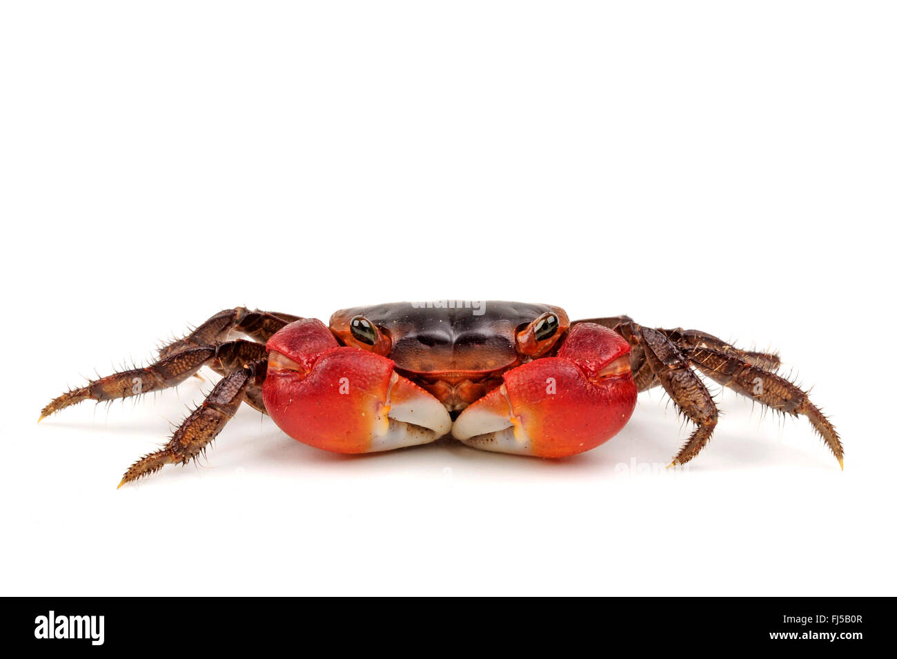 Red Apple Freshwater Crab, Red Apple Crab (Metasesarma aubryi), freshwater crab, cut-out Stock Photo