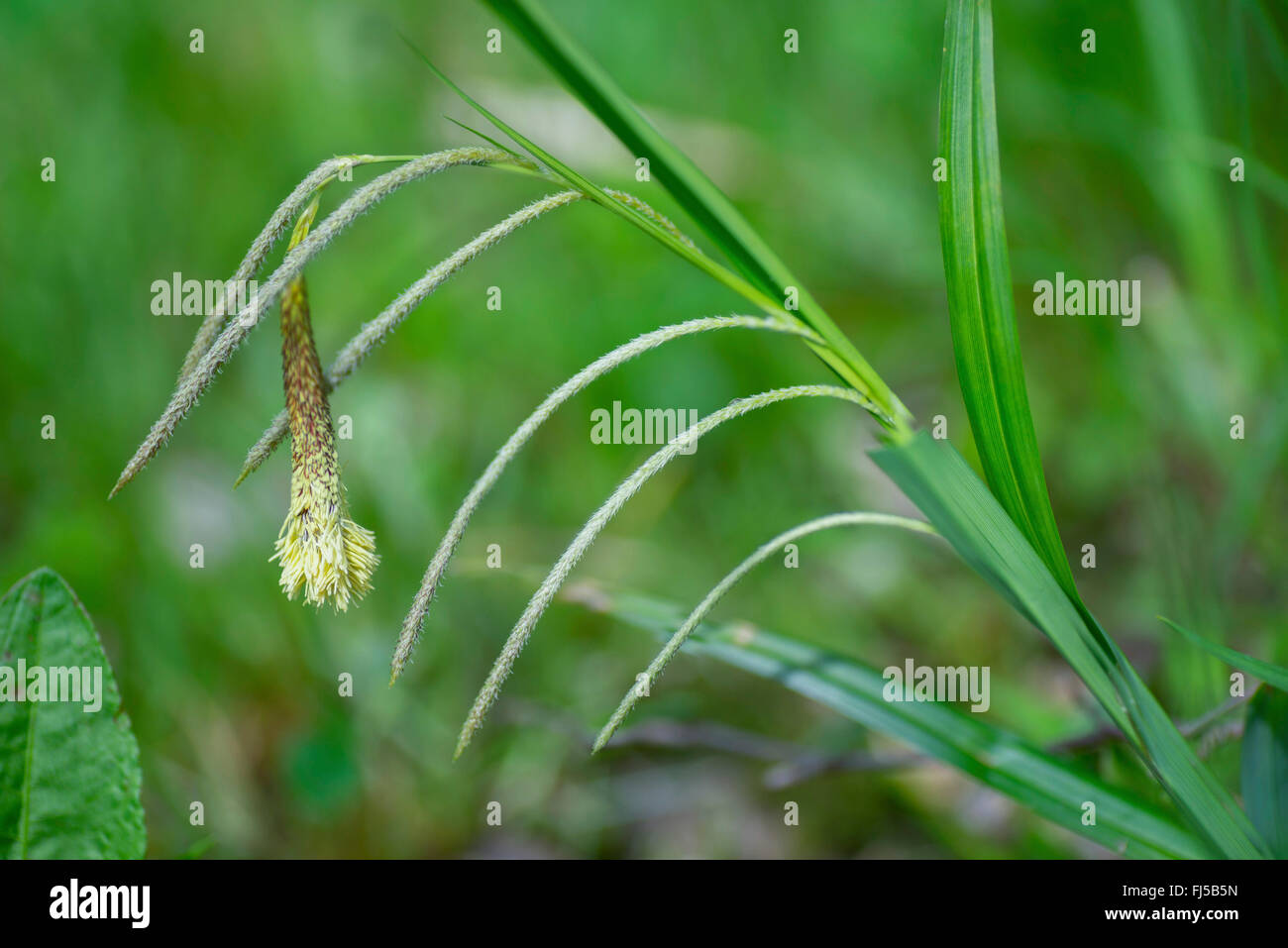 Spikes hi-res stock photography and images - Page 2 - Alamy