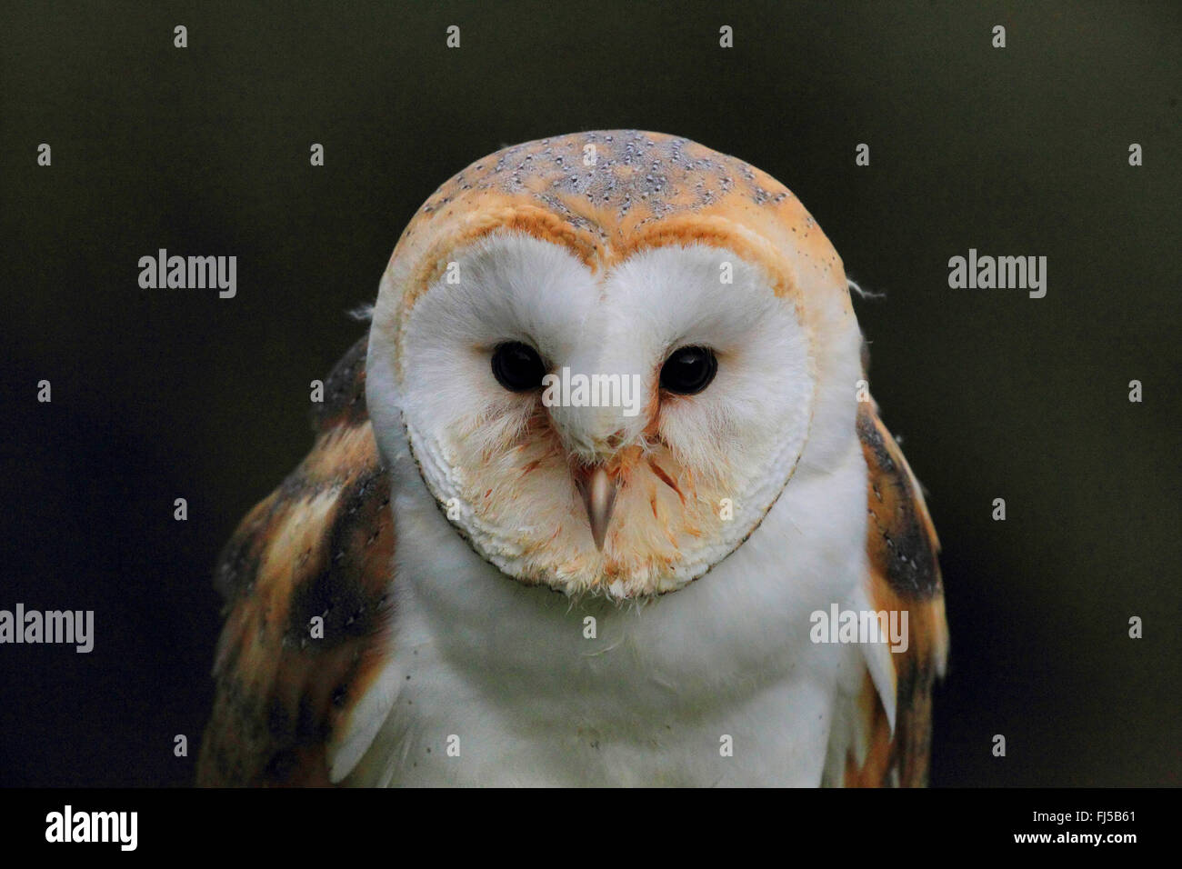 Barn owl (Tyto alba), portrait, front view, Germany Stock Photo