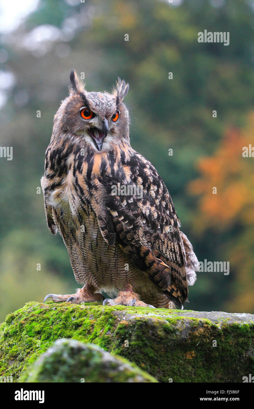 northern eagle owl (Bubo bubo), sitting with open bill on a mossy lookout, Germany Stock Photo