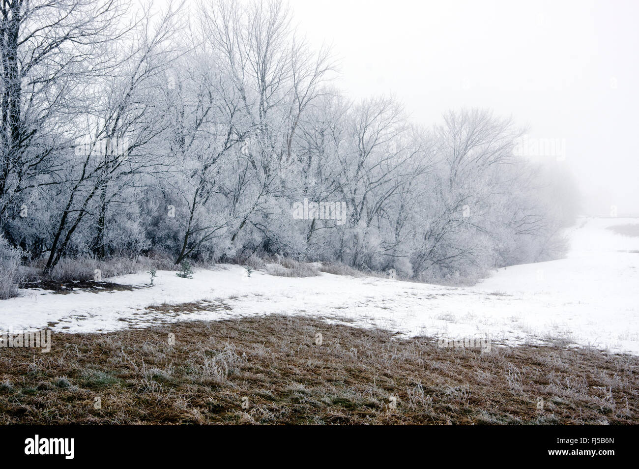 Frosted trees and field, foggy winter morning Stock Photo