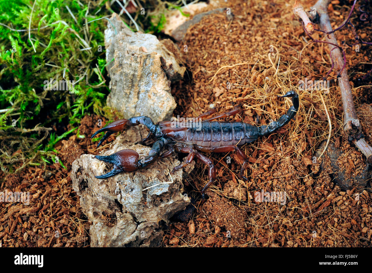 Red Clawed Scorpion (Pandinus spec.), in terrarium Stock Photo