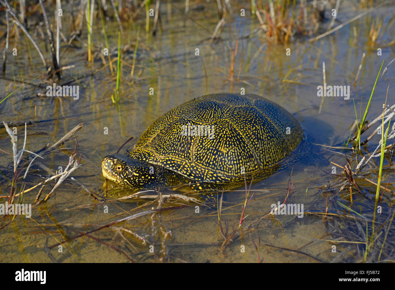 European pond terrapin, European pond turtle, European pond tortoise
