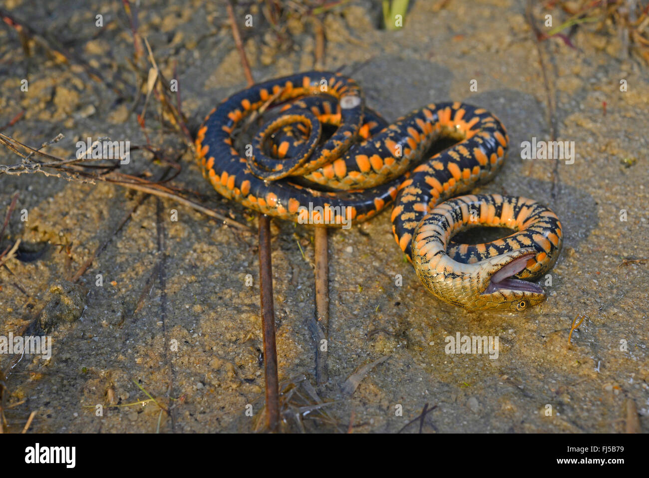 dice snake (Natrix tessellata), snake playing dead, Romania, Dobrudscha, Biosphaerenreservat Donaudelta, SfÔntu Gheorgh Stock Photo