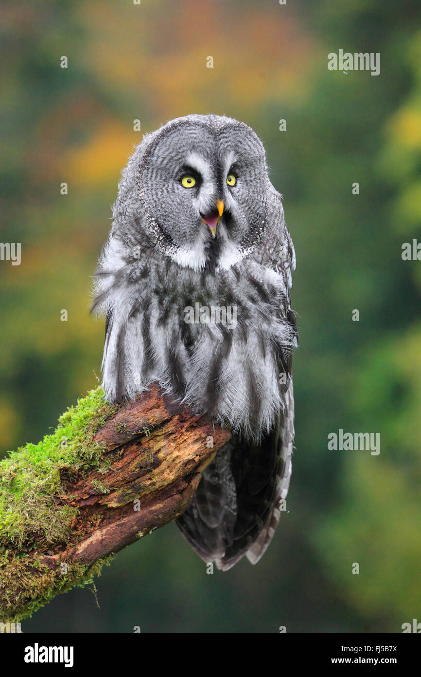 great grey owl (Strix nebulosa), sitting on a mossy lookout Stock Photo