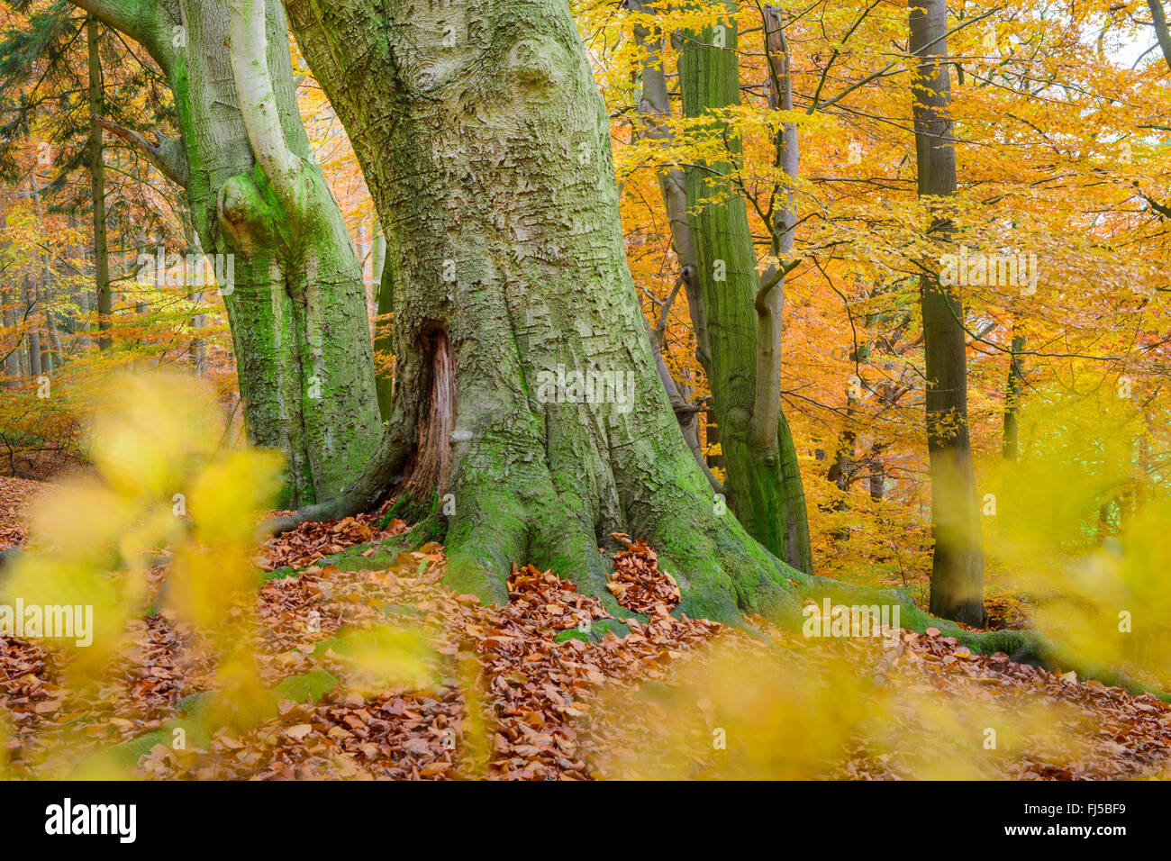 common beech (Fagus sylvatica), beech forest at the Hohes Ufer near Doetlingen, Germany, Lower Saxony, Oldenburger Land Stock Photo
