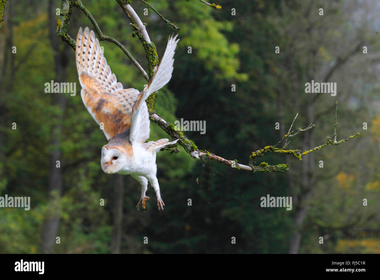 Barn owl (Tyto alba), flying, Germany Stock Photo