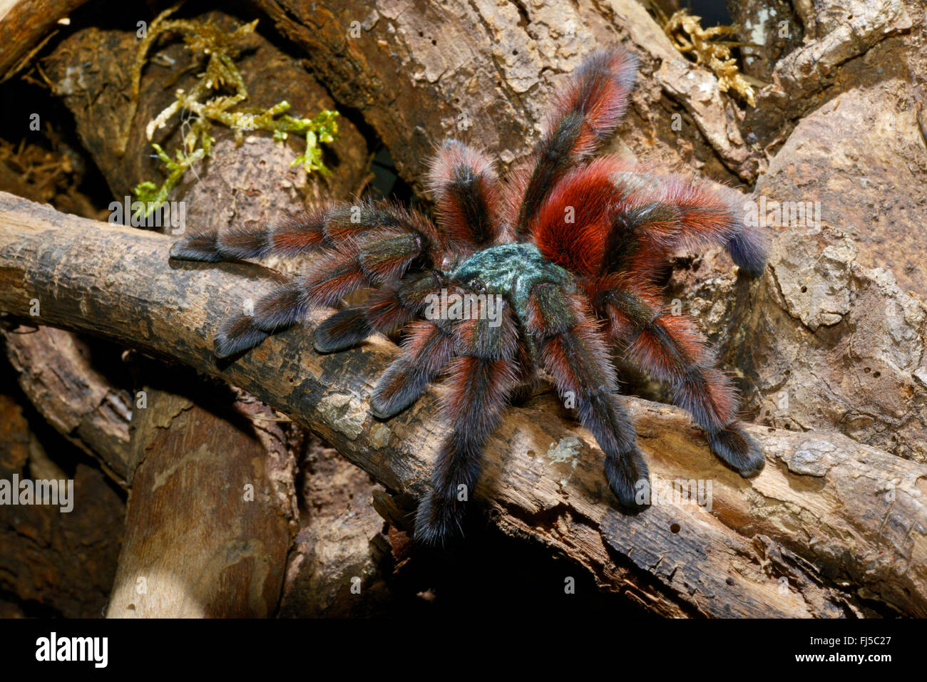 Antilles pinktoe tarantula, Martinique red tree spider, Martinique pinktoe (Avicularia versicolor), climbs on a branch, Martinique Stock Photo