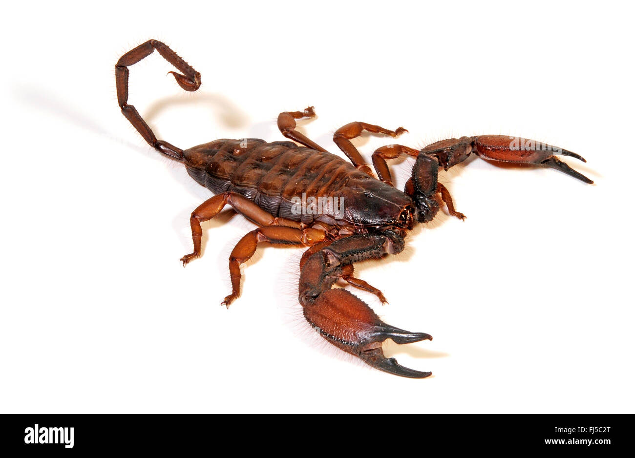 South African rock scorpion, flat rock scorpion (Hadogenes troglodytes), large South African rock scorpion, South Africa Stock Photo