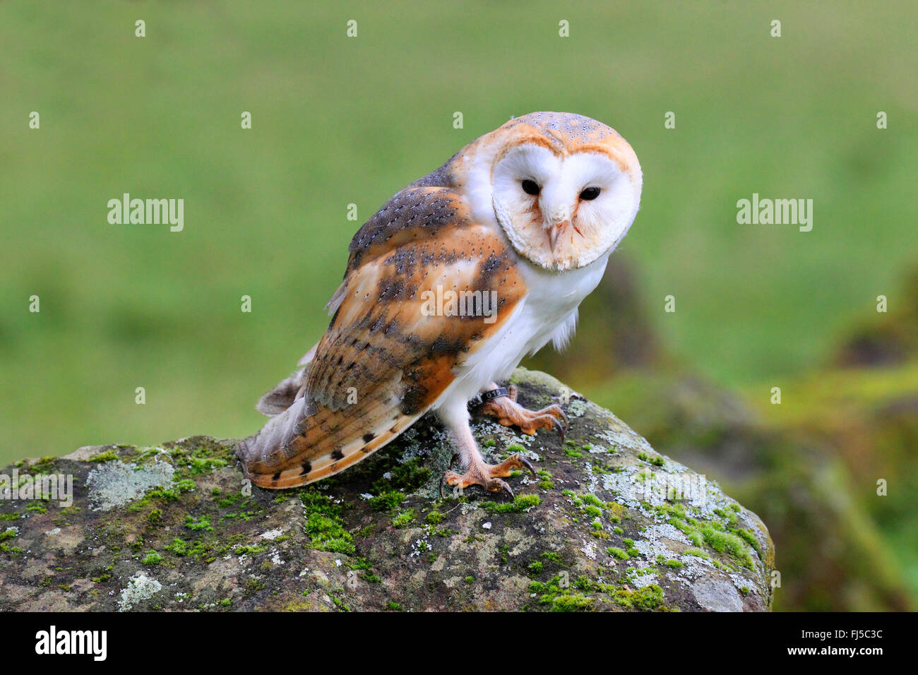 Barn owl (Tyto alba), sitting on a rock, Germany Stock Photo