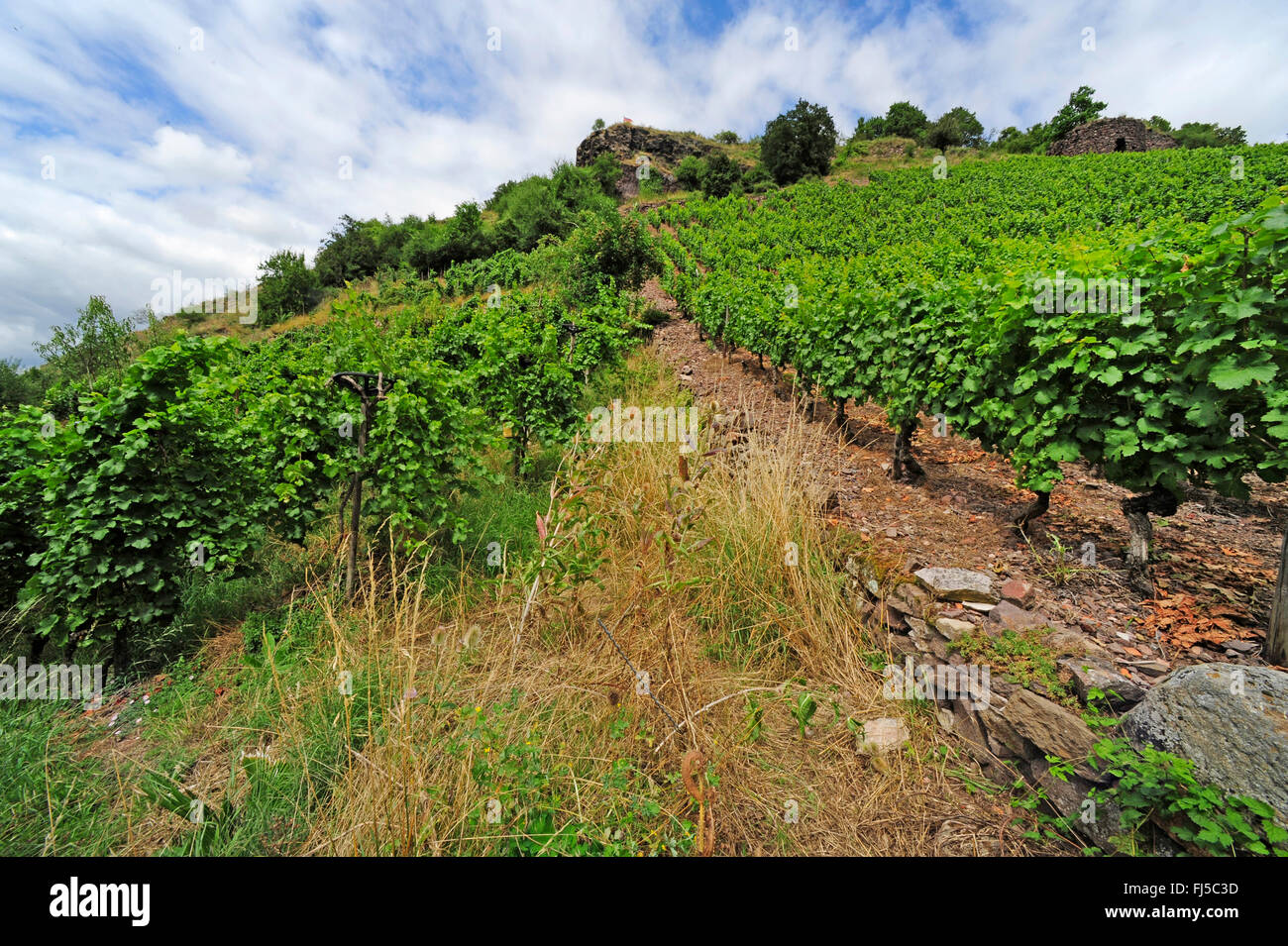 wine growing at the Nahe, vine yard, Germany, Rhineland-Palatinate, Bad Kreuznach Stock Photo