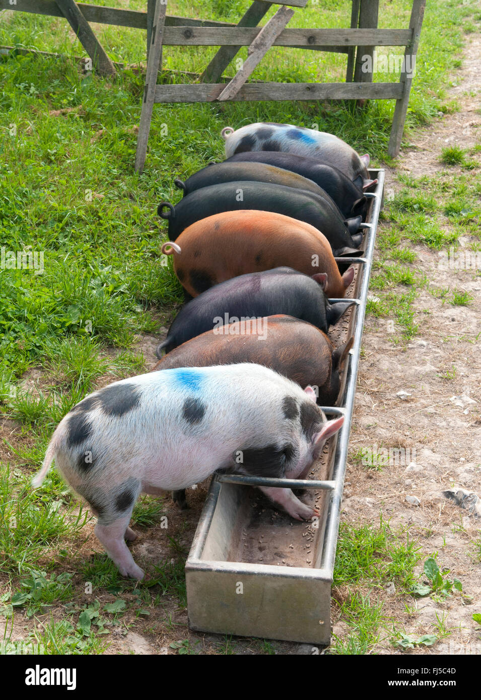 Pigs at the trough hires stock photography and images Alamy