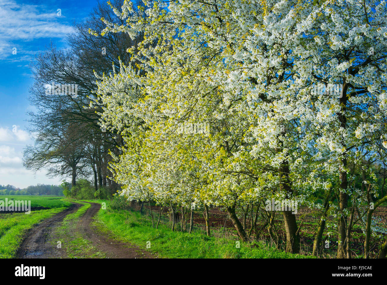 Cherry tree, Sweet cherry (Prunus avium), blooming cherry trees along a
