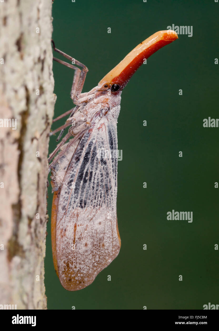 Lanterne Bug (Pyrops sultana), at a tree trunk, Malaysia, Borneo, Sabah Stock Photo