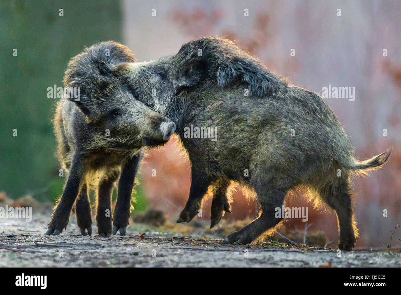 wild boar, pig (Sus scrofa), two scuffling wild boars, Germany, Lower Saxony, Teutoburg Forest Stock Photo