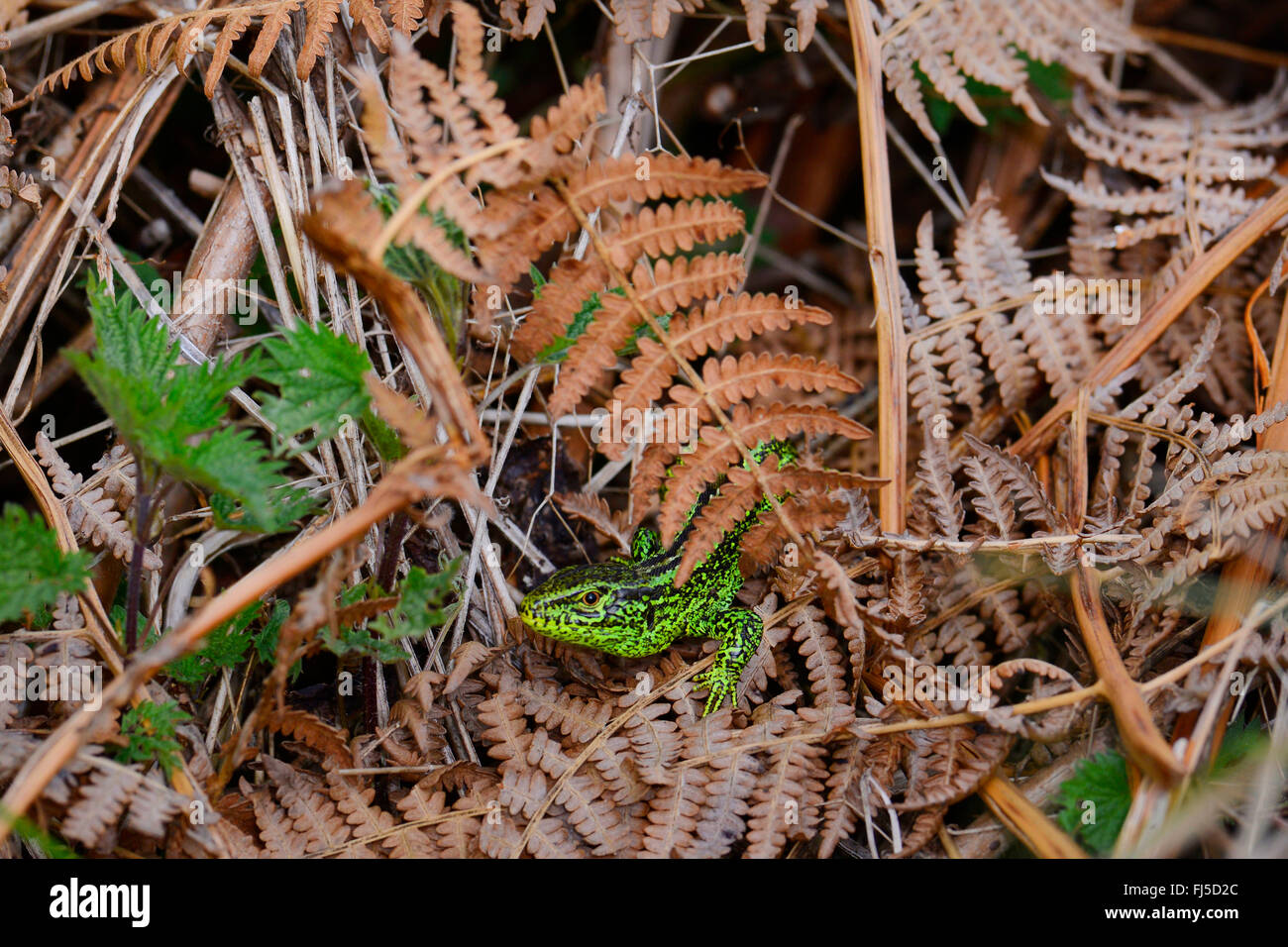 sand lizard (Lacerta agilis), comes out of its hide, Germany, Allgaeu Stock Photo