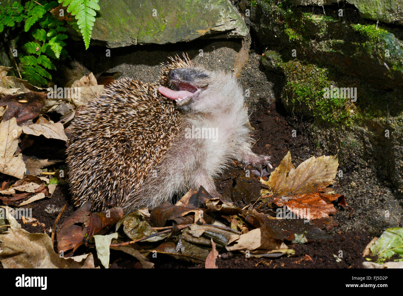 Western hedgehog, European hedgehog (Erinaceus europaeus), grooming