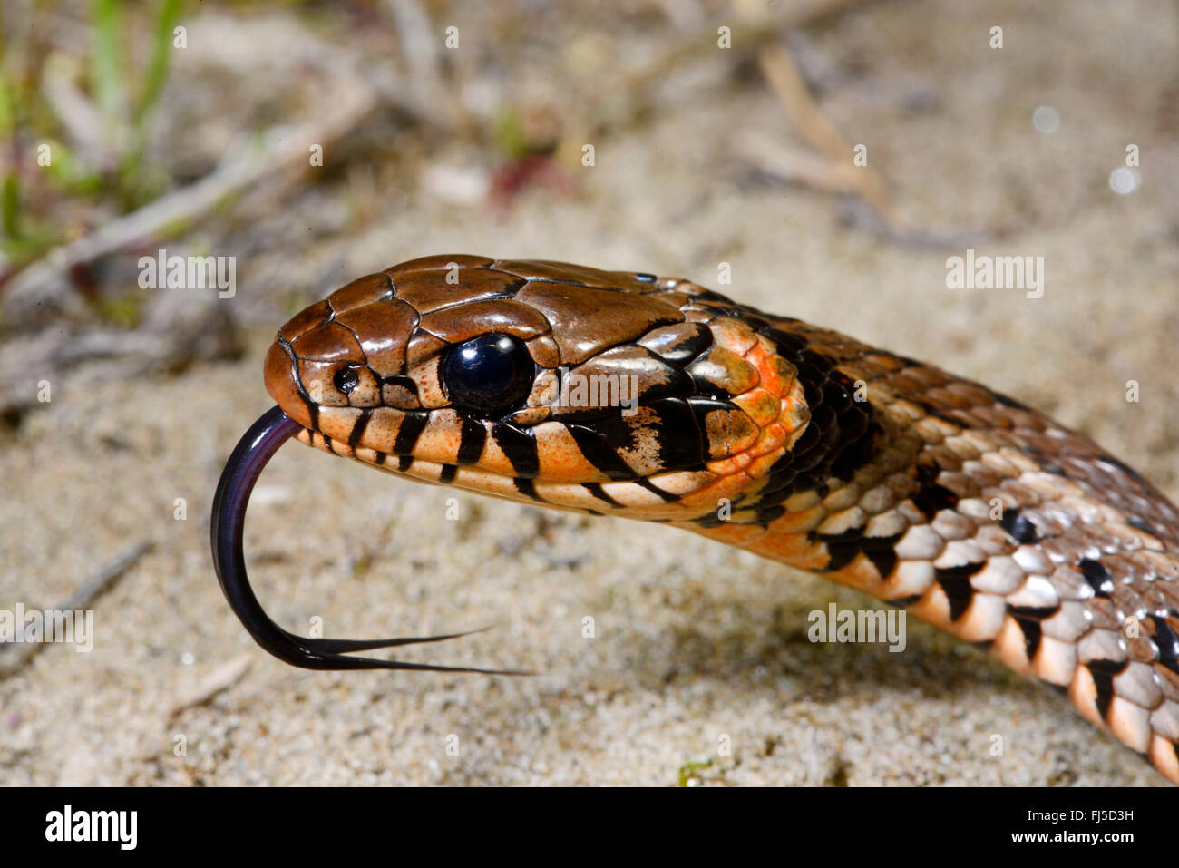 grass snake (Natrix natrix), portrait of a flicking grass snake with orange spots at the collar, Romania, Dobrudscha, Biosphaerenreservat Donaudelta Stock Photo