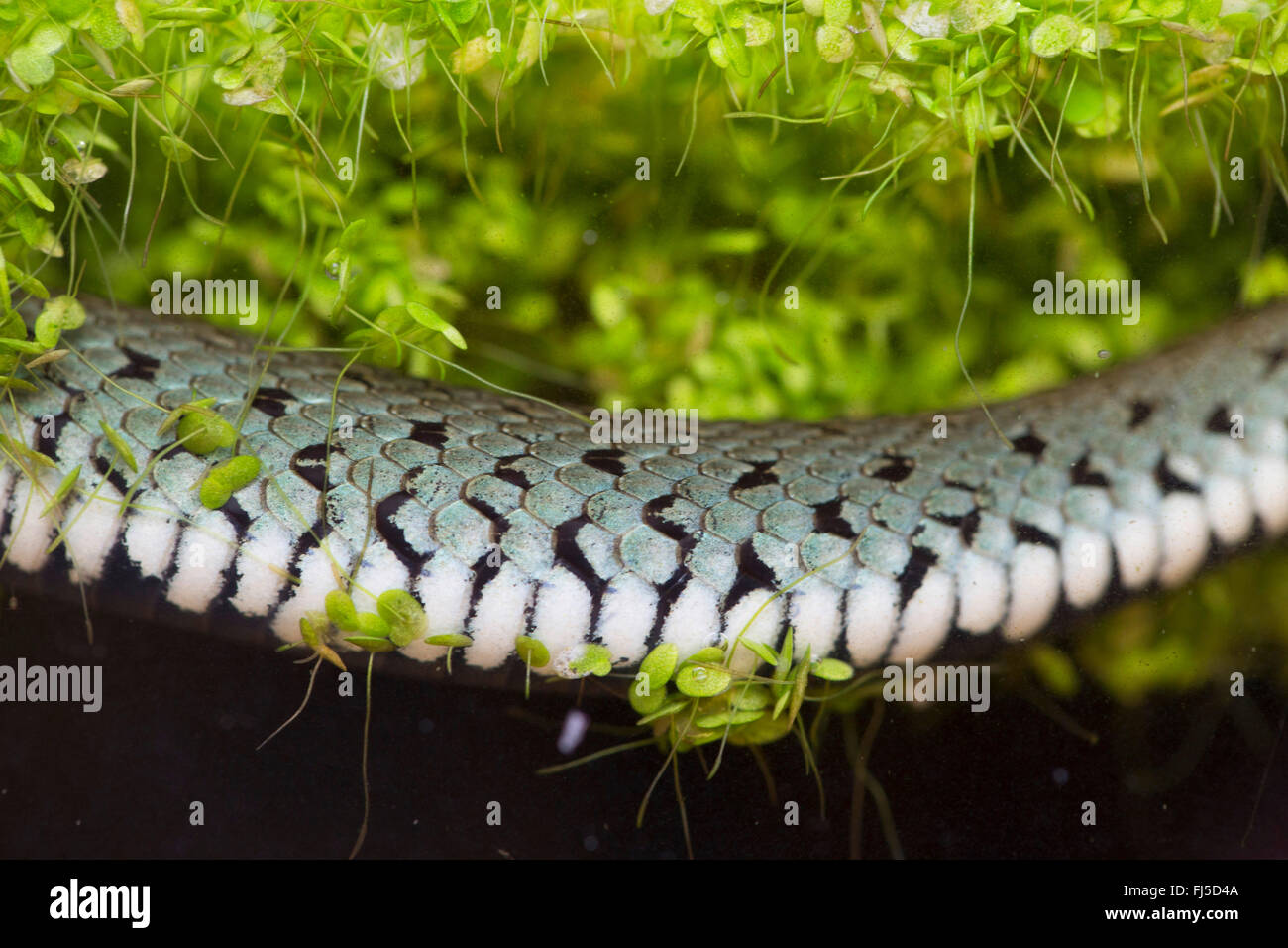 grass snake (Natrix natrix), diving under duckweeds, detail, Germany, Bavaria, Niederbayern, Lower Bavaria Stock Photo