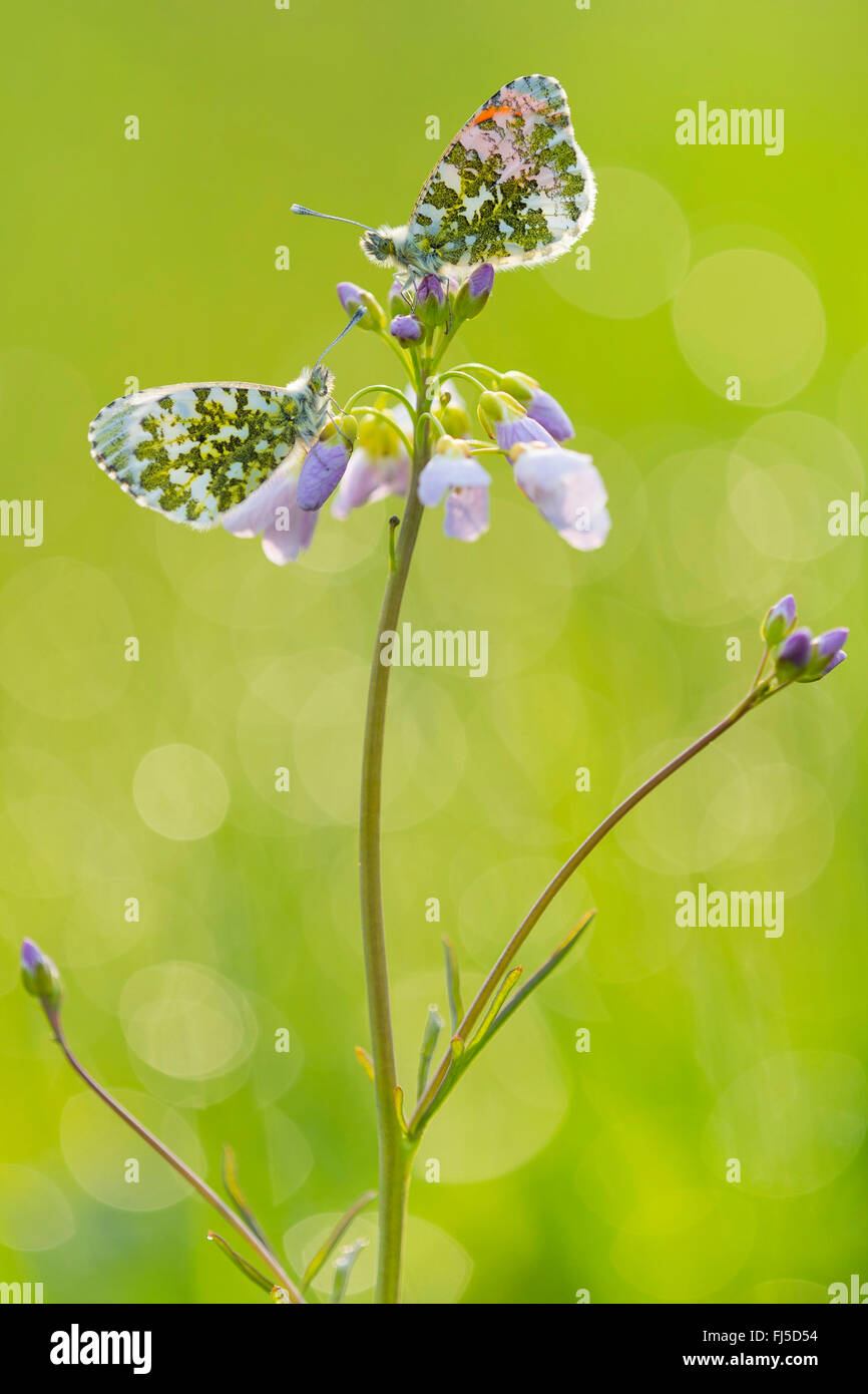 Orange-tip (Anthocharis cardamines), two individuals sitting on a bitter-cress, Germany, Lower Saxony, Oldenburger Muensterland Stock Photo