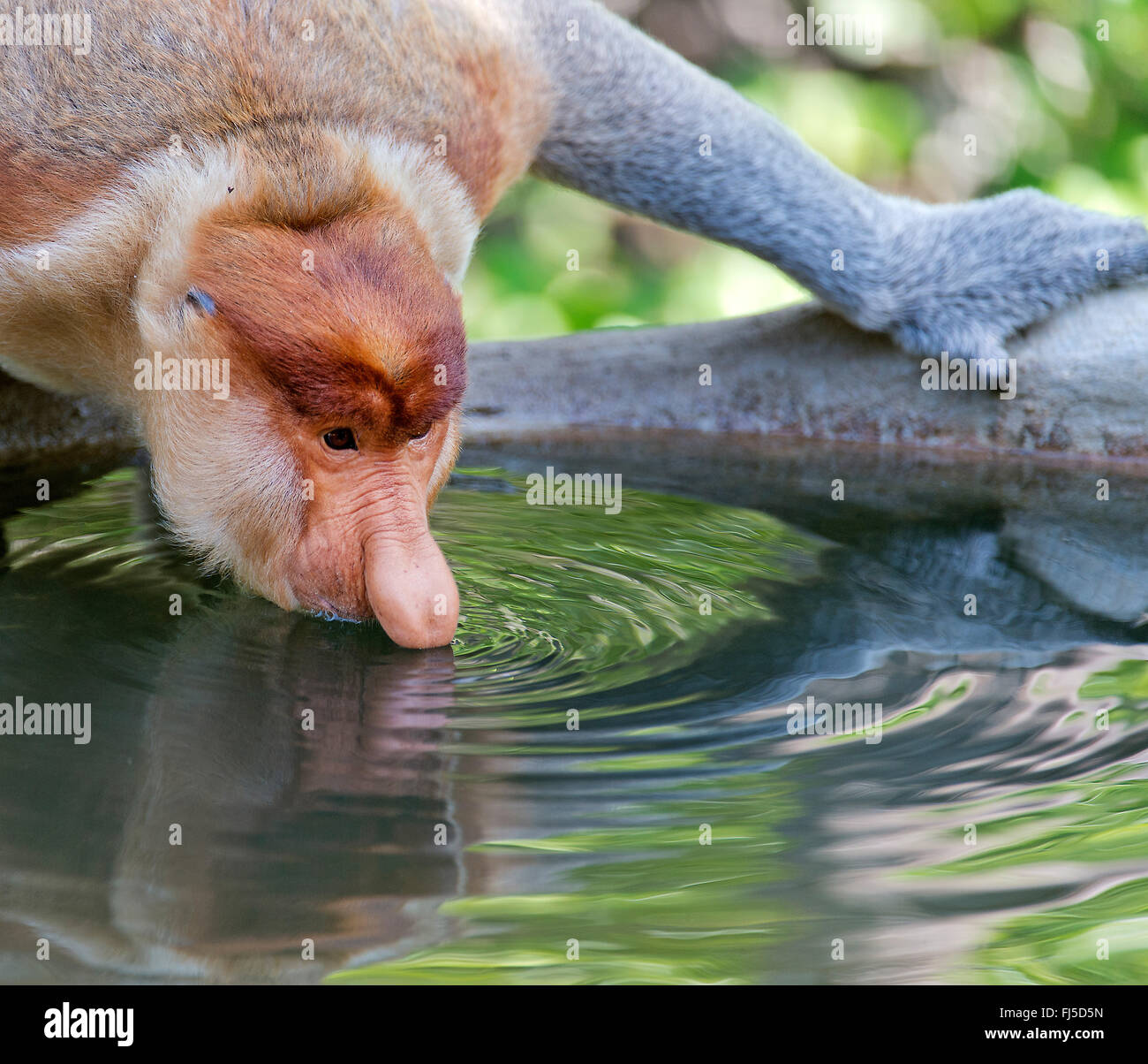 proboscis monkey (Nasalis larvatus), adult male drinking, Malaysia, Borneo, Sabah, Labuk Bay Stock Photo