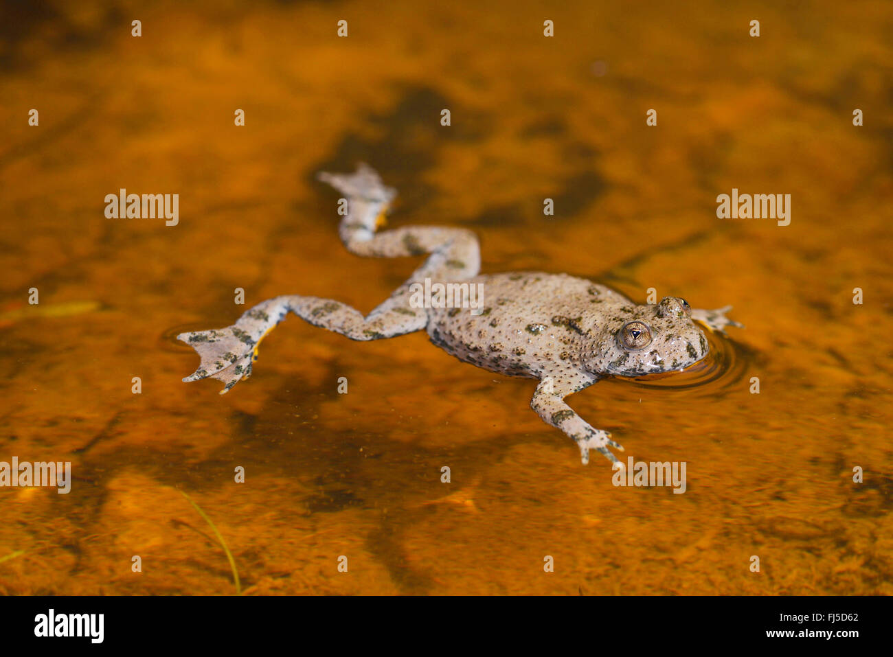 yellow-bellied toad, yellowbelly toad, variegated fire-toad (Bombina variegata), yellow-bellied toad floating on the surface of a puddle, Germany, Lower Saxony Stock Photo