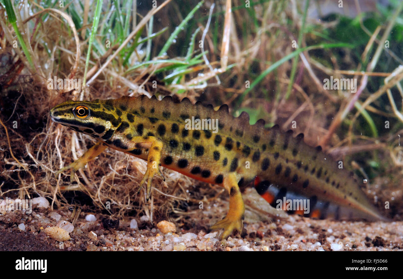 smooth newt (Triturus vulgaris, Lissotriton vulgaris ), male with large crest under water, Germany, Hesse Stock Photo
