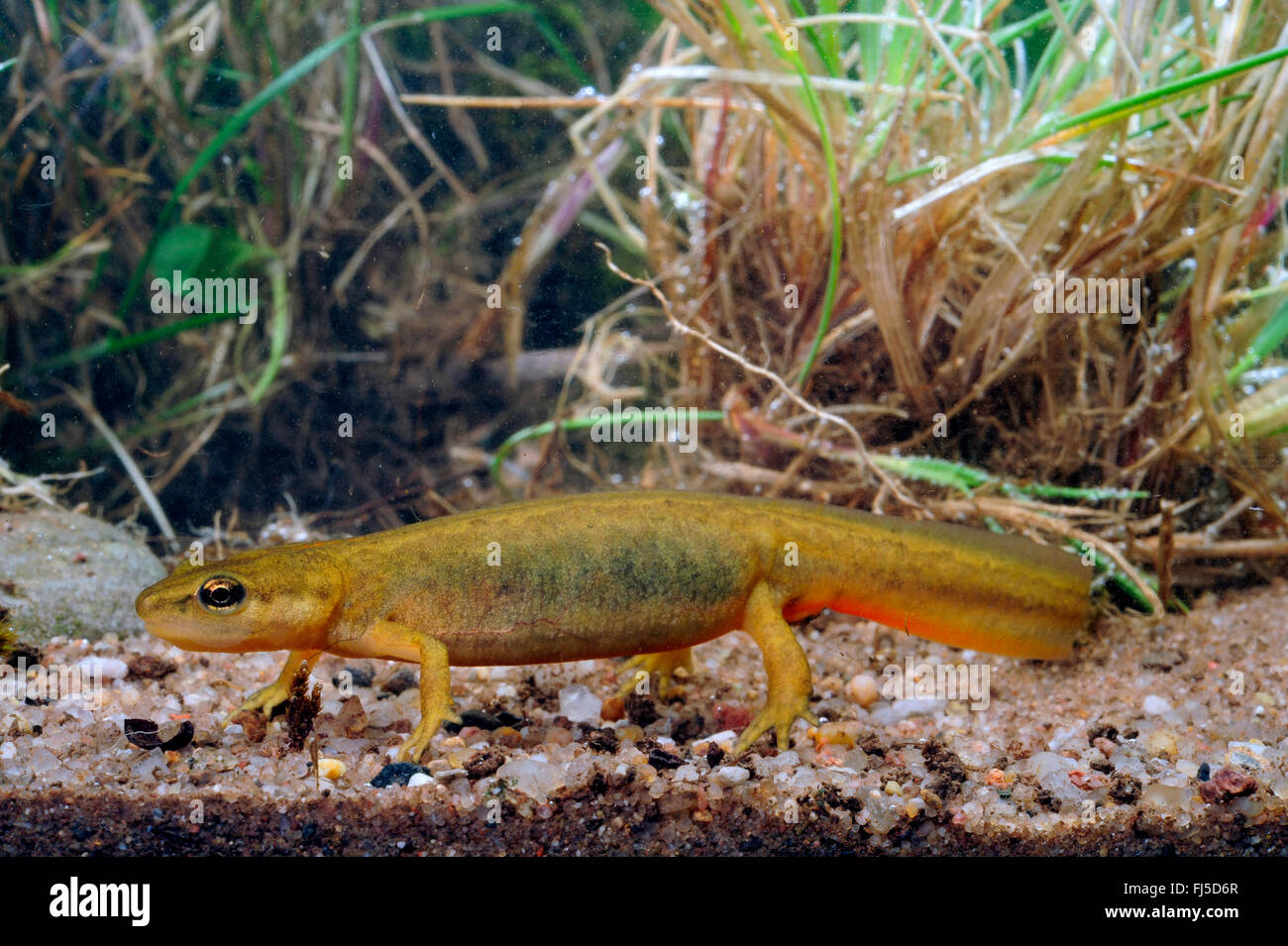 smooth newt (Triturus vulgaris, Lissotriton vulgaris ), female, swimming, Germany, Hesse Stock Photo