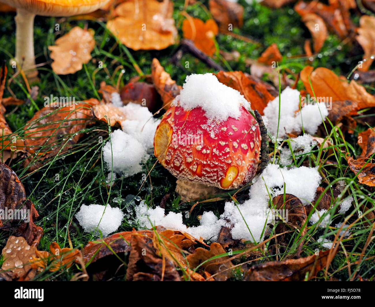fly agaric (Amanita muscaria), pitted fly agaric in winter, Germany, Baden-Wuerttemberg Stock Photo